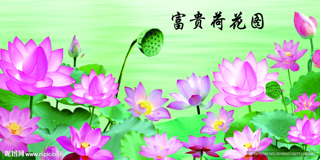 荷花图