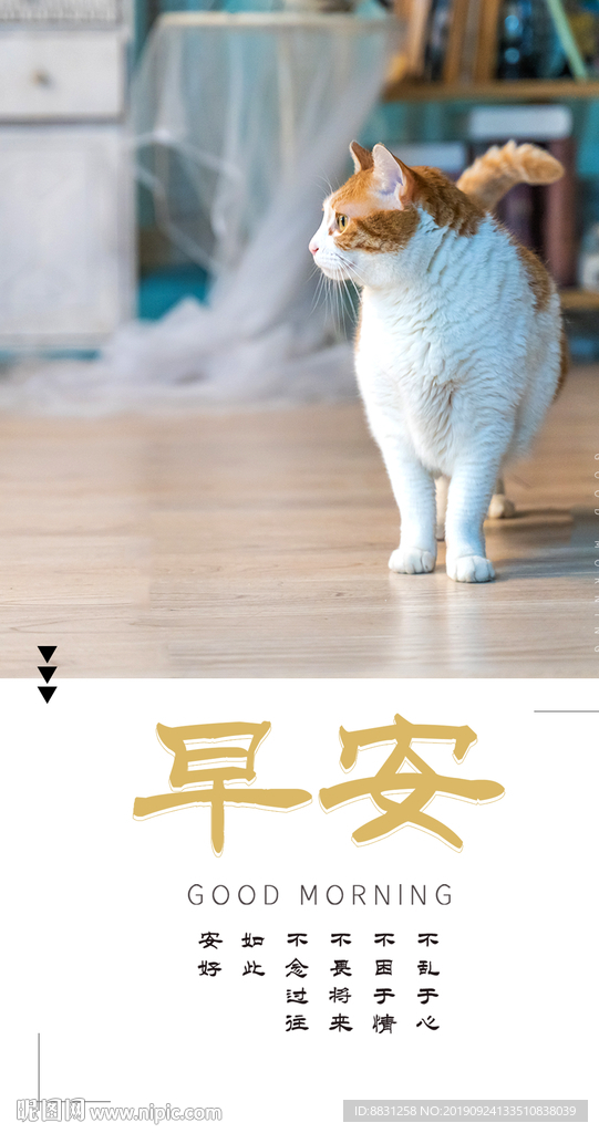 早安广告 朋友圈图 猫 早安