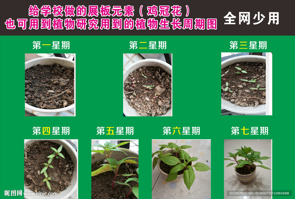植物成长记 植物成长周期图