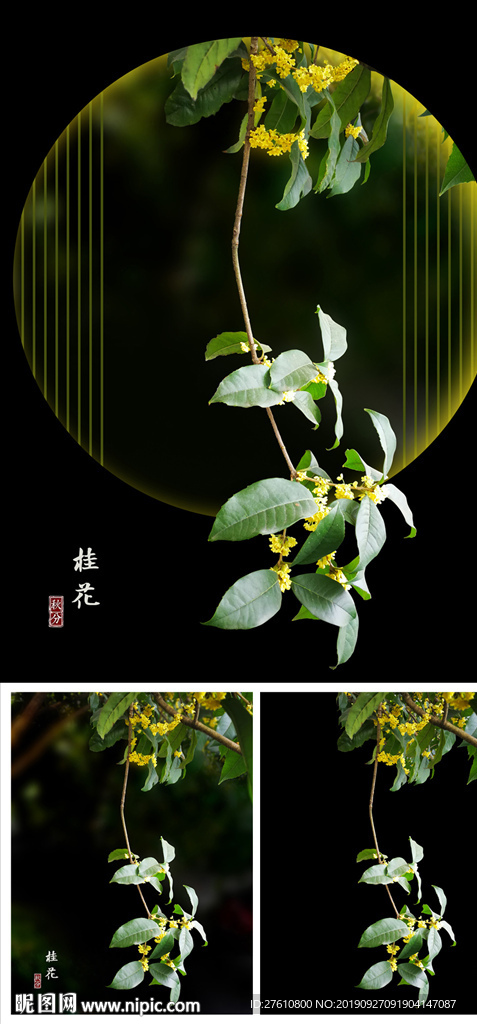 桂花