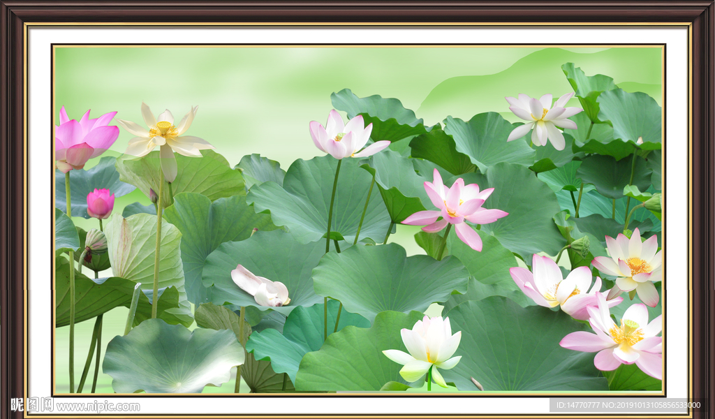国画荷花