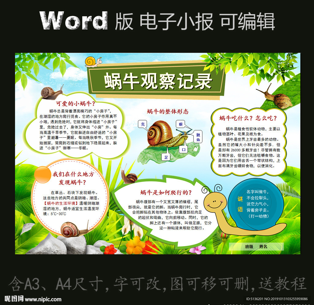 word版电子小报蜗牛观察记录