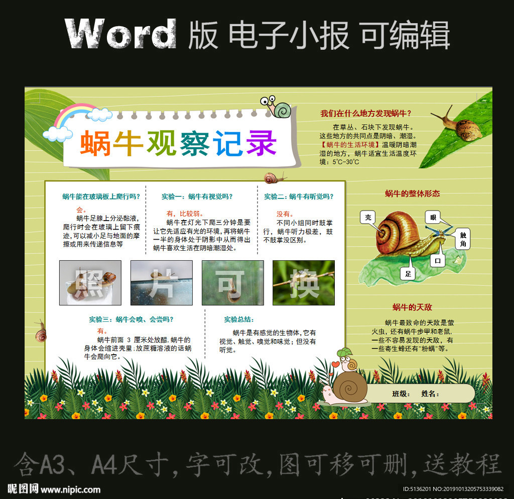 word版电子小报蜗牛观察记录