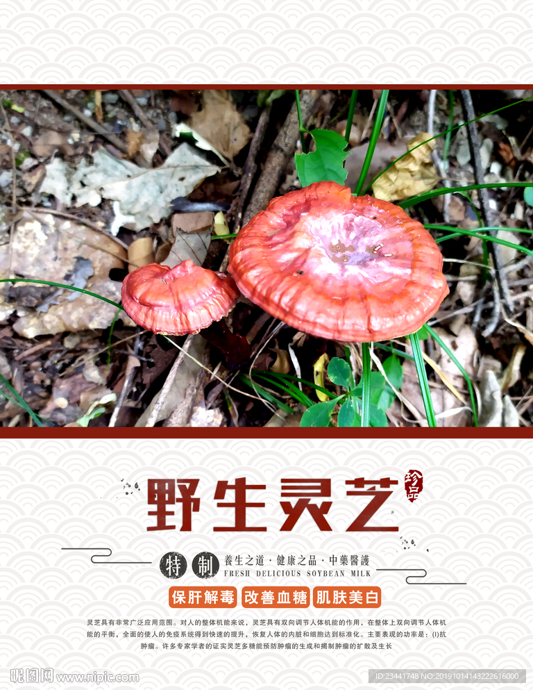 野生灵芝