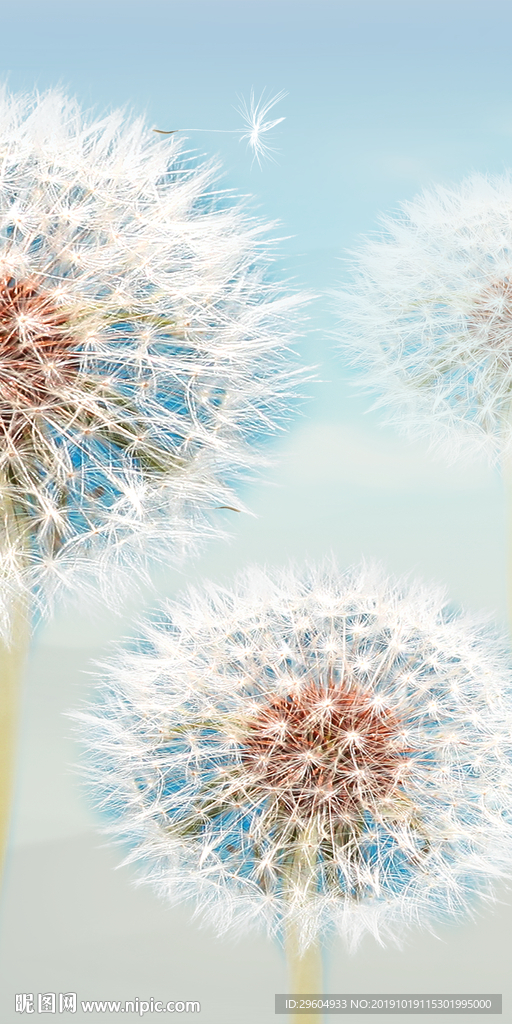 高清 现代蒲公英 TIF分层