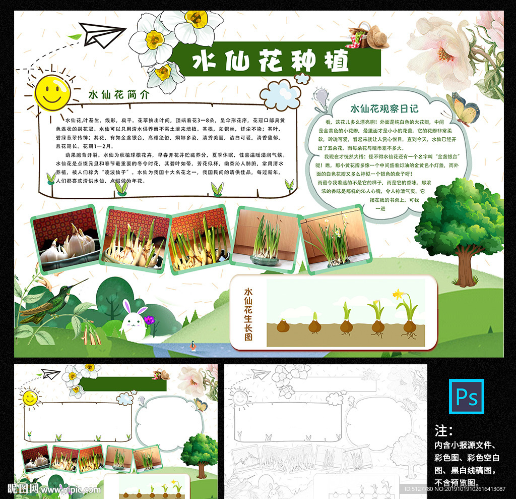 水仙花生长日记小报