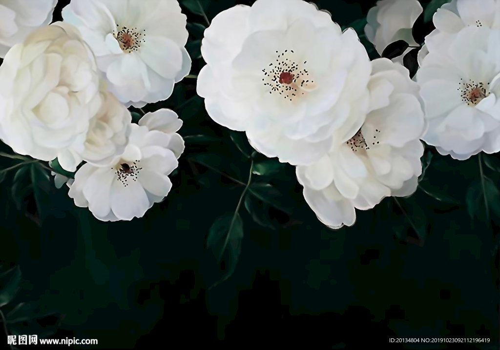 非逼真植物白色月季黑色背