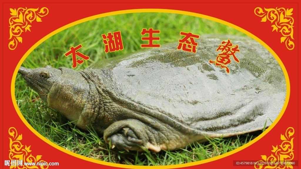 生态鳖卡片