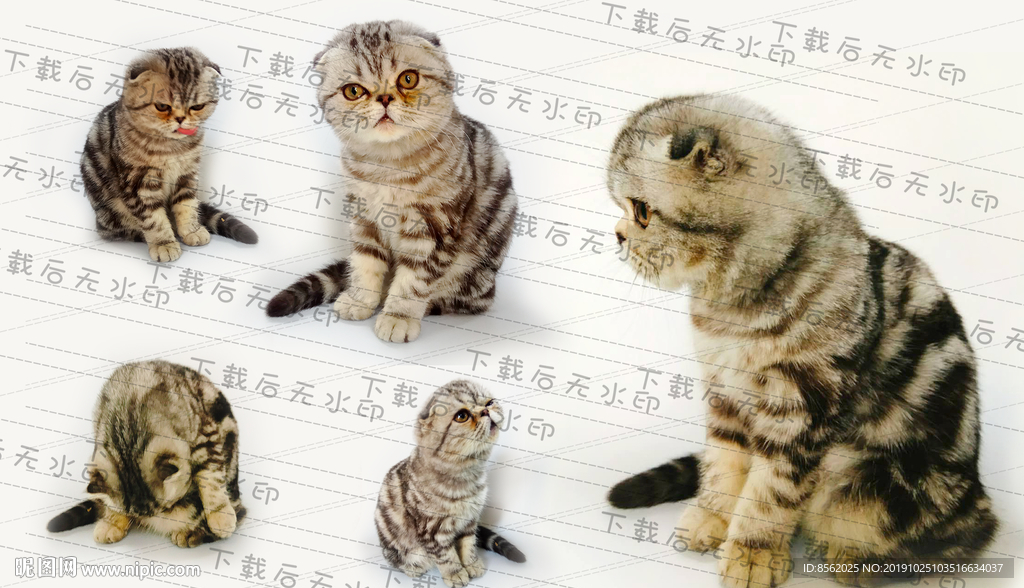 猫可爱小猫咪