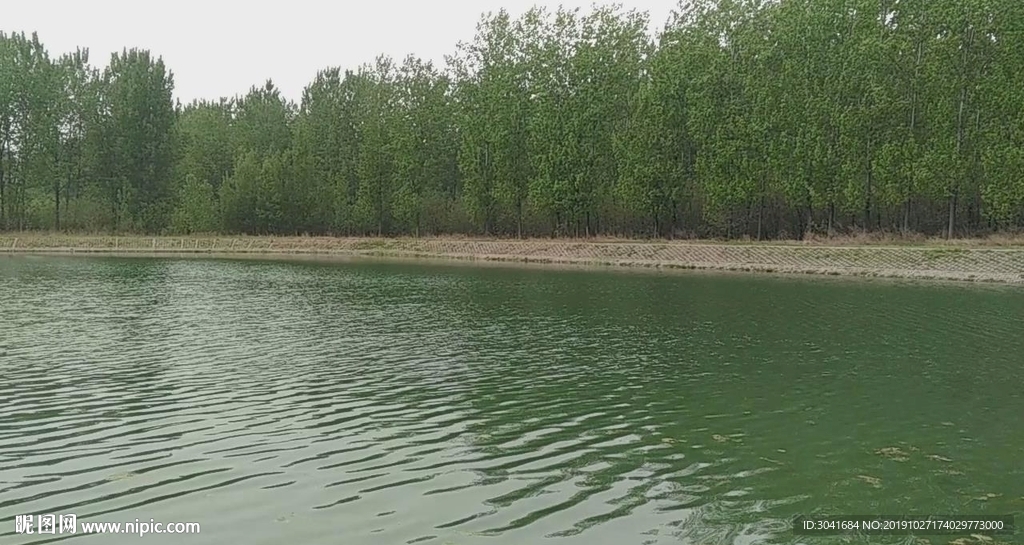青青河边草