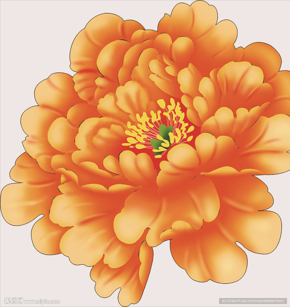 牡丹花