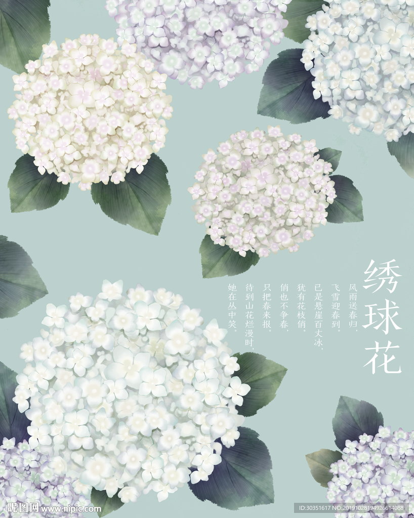 绣球花