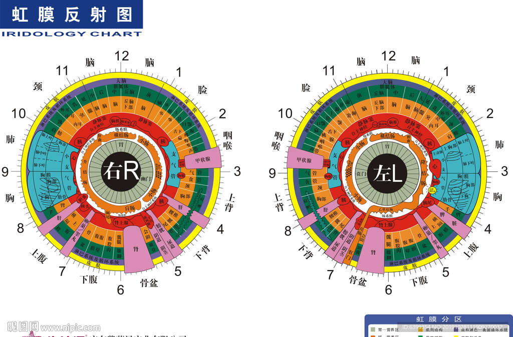 虹膜反射图