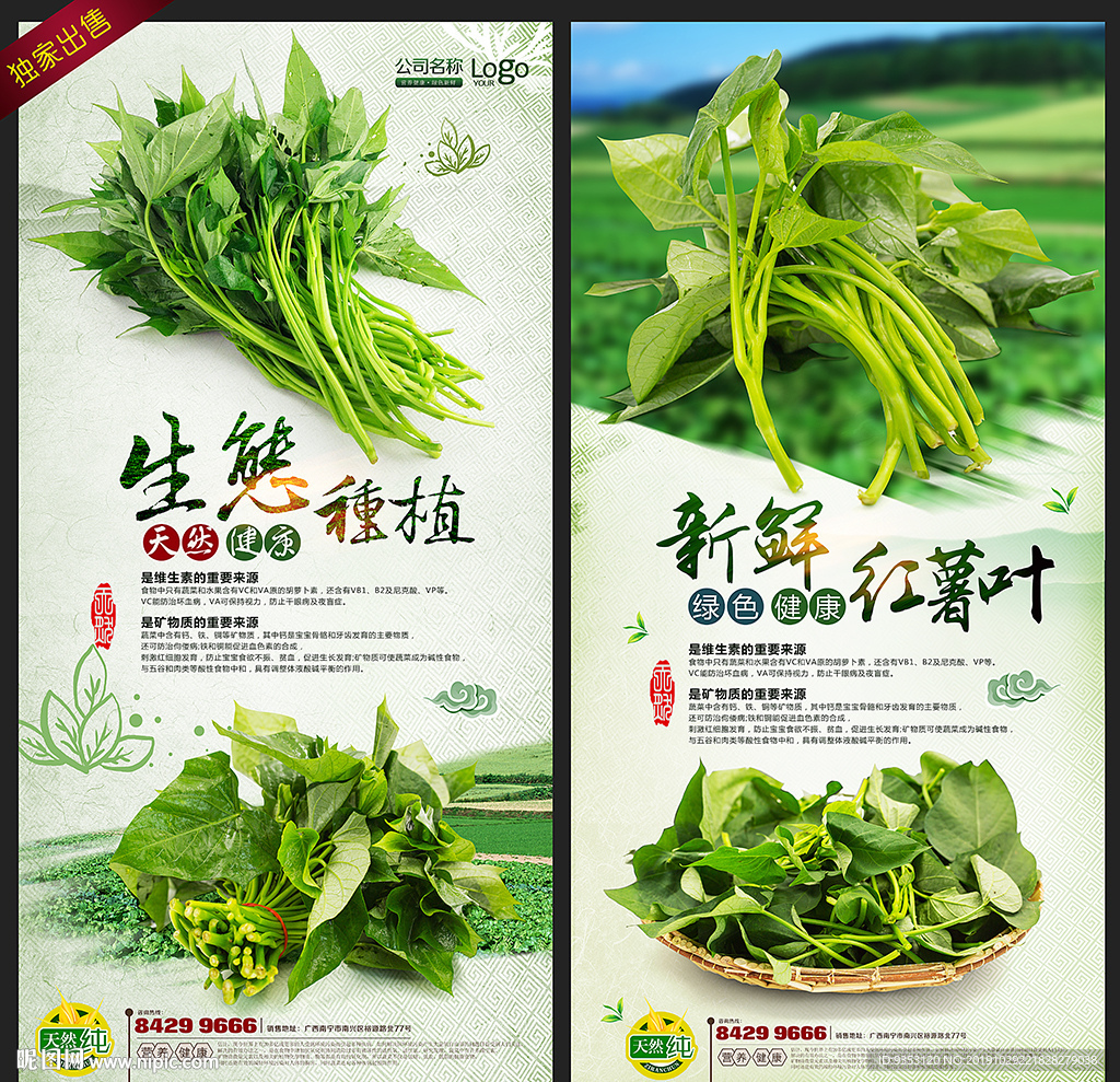 红薯叶