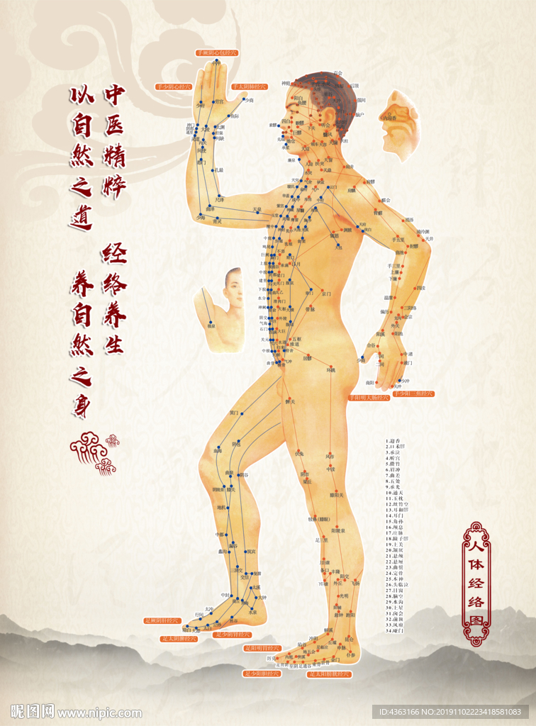 经络图 全身经脉 前后 左右经