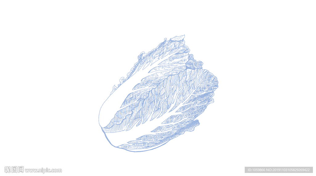 手绘白菜矢量图