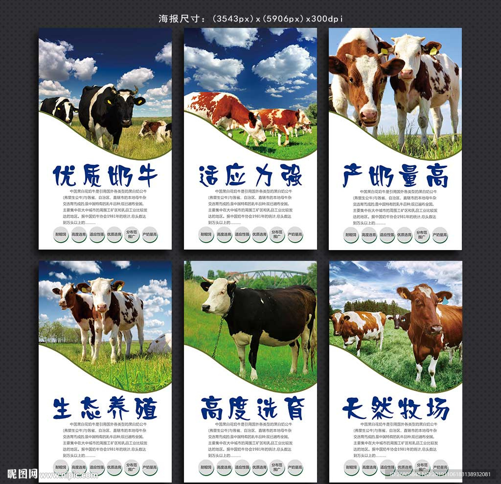 奶牛