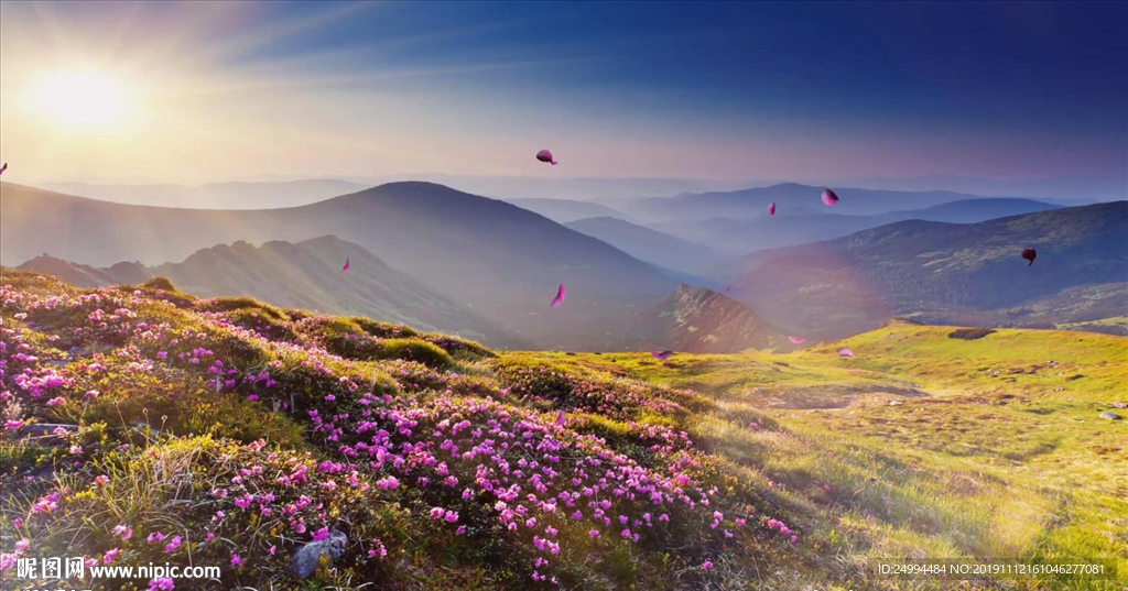 山丹丹花开红艳艳