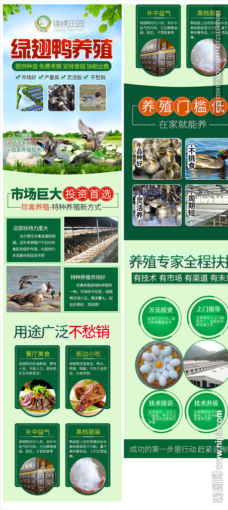 绿翅鸭养殖加盟推广页面