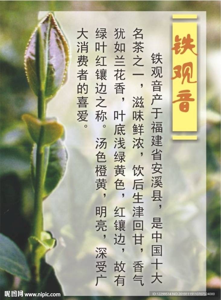铁观音