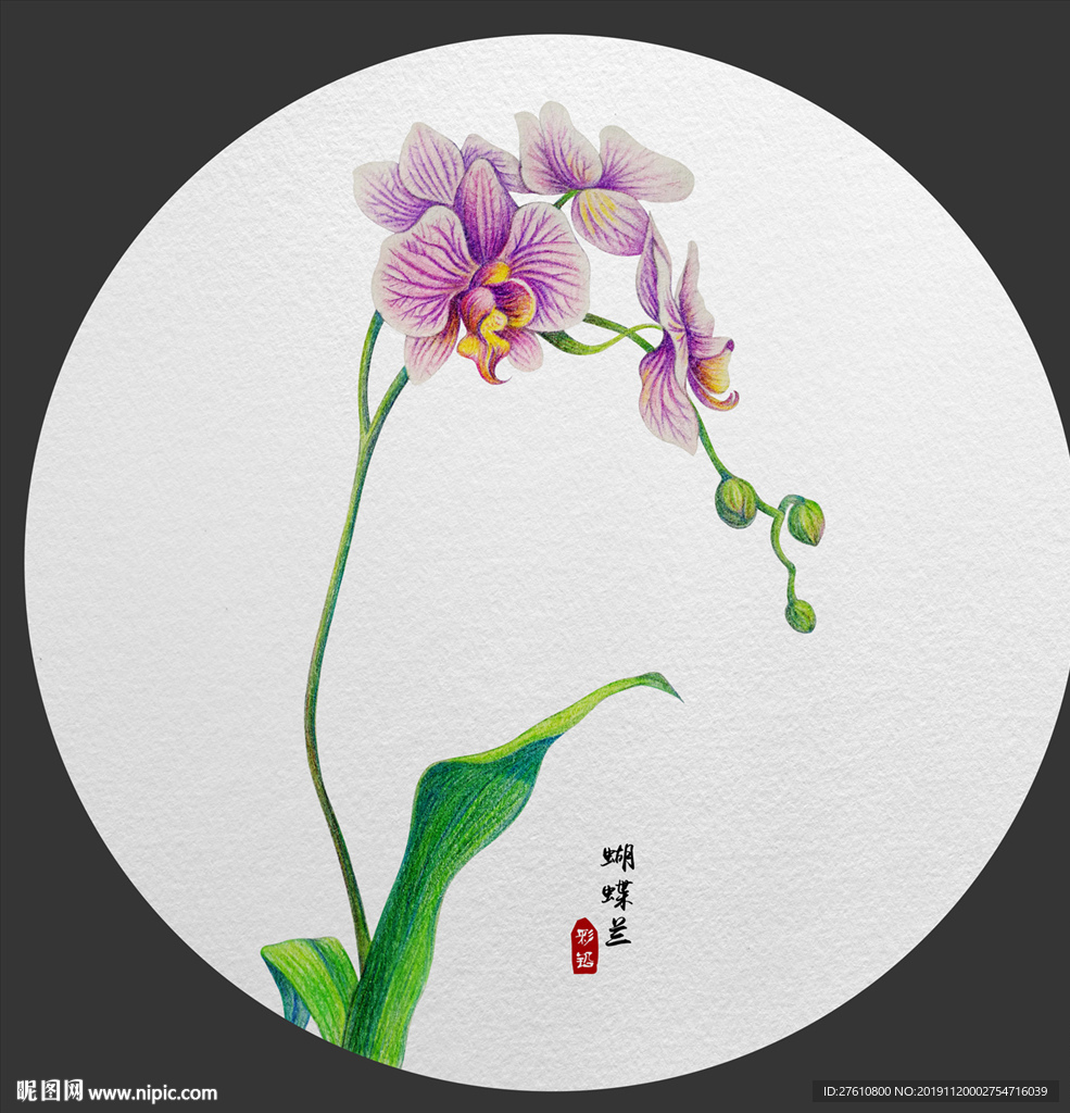 彩绘蝴蝶兰