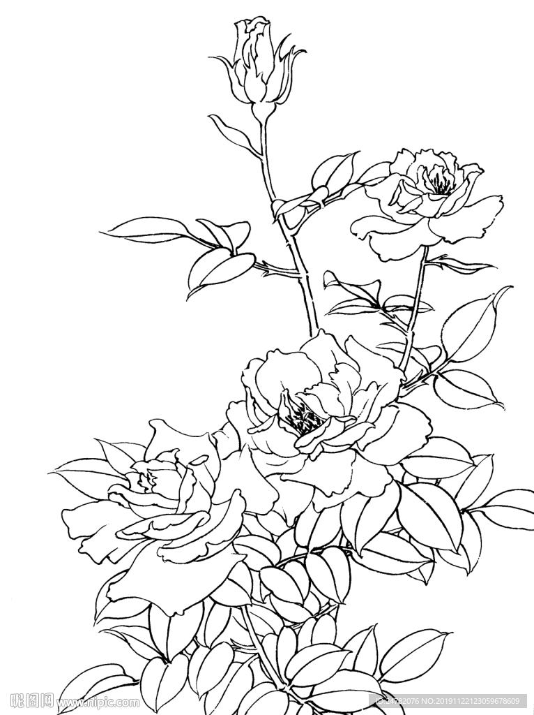 月季白描