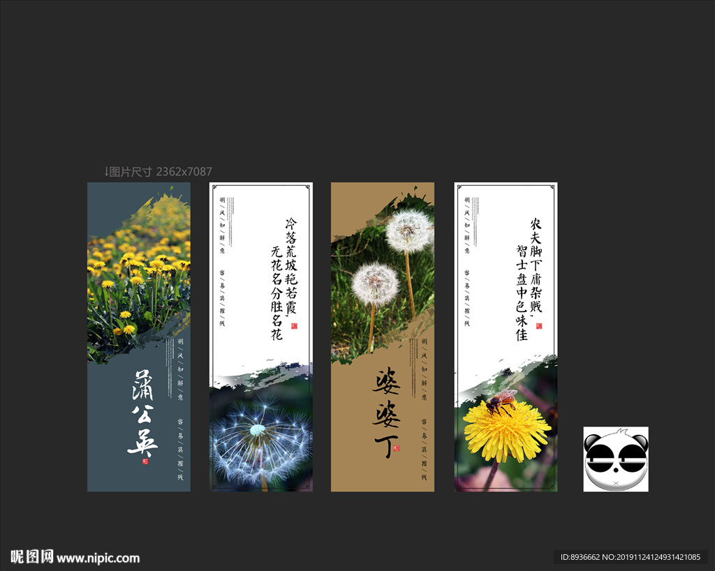蒲公英