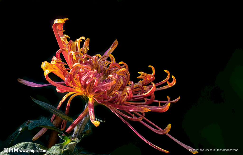 矢量菊花之美