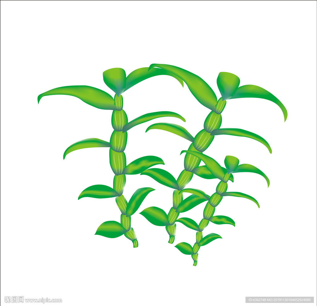 铁皮石斛