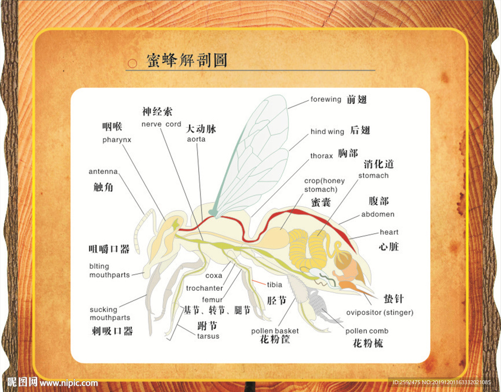 【小蜜蜂采蜜摄影图片】生态摄影_太平洋电脑网摄影部落