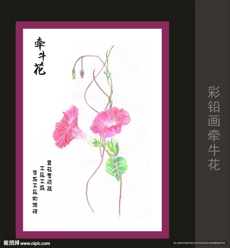 牵牛花