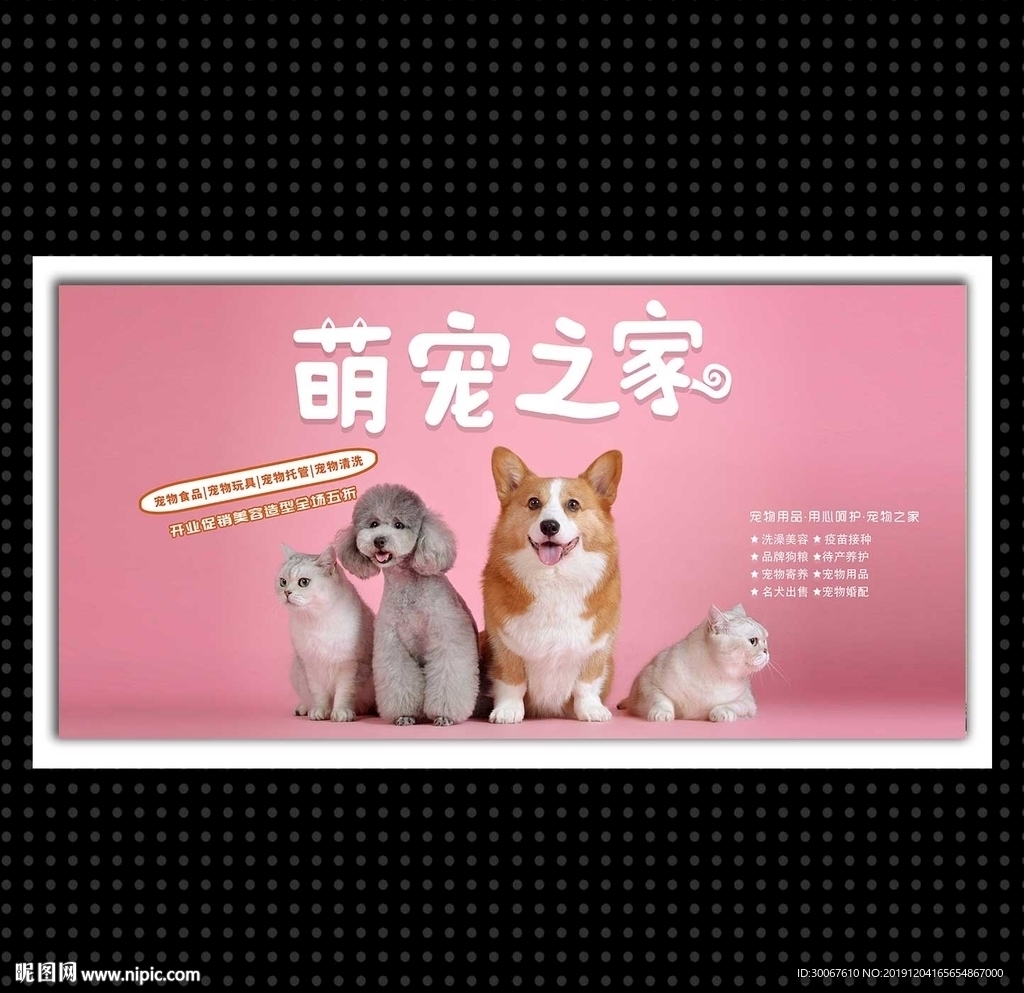 宠物