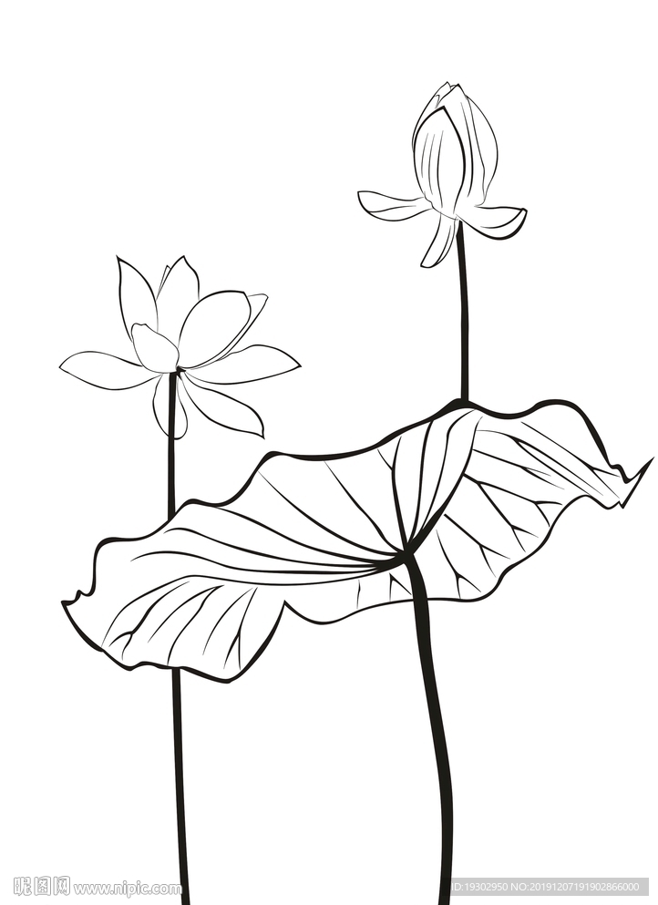 矢量荷花