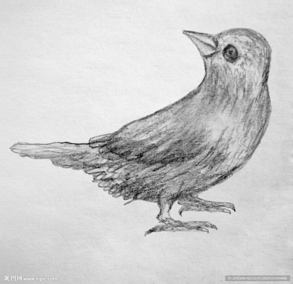 小鸟素描