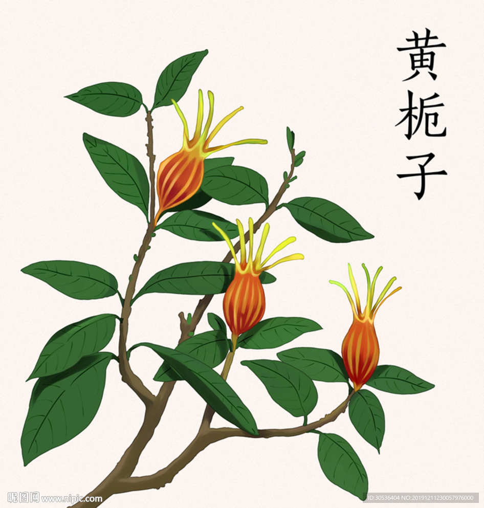 手绘黄栀子