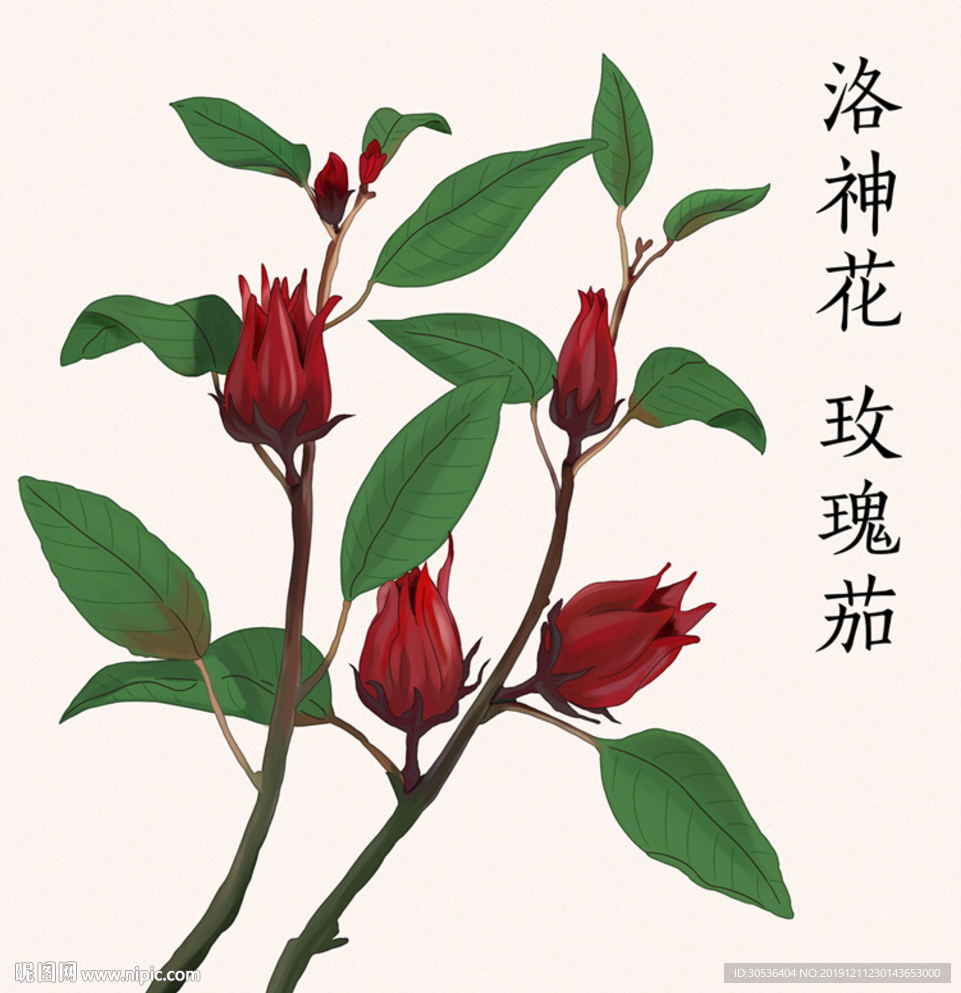 手绘洛神花玫瑰茄
