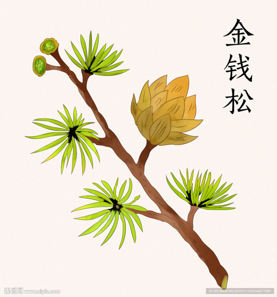 手绘中草药金钱松