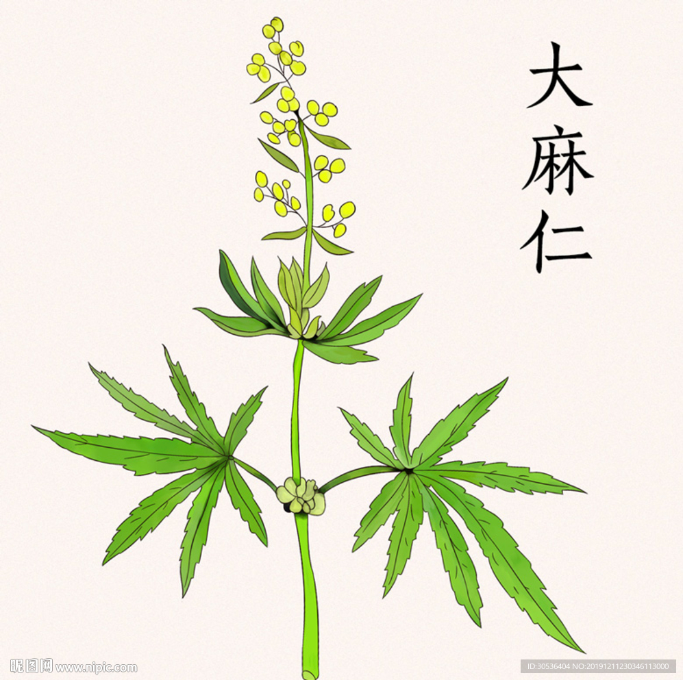 手绘大麻仁