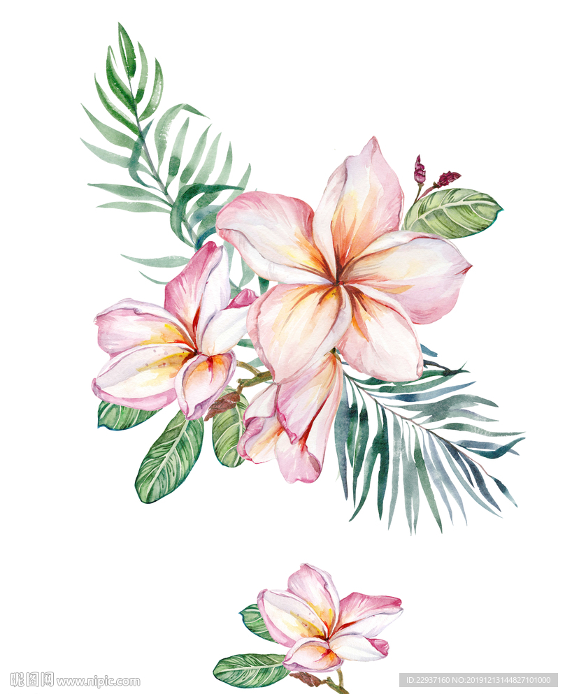 鸡蛋花