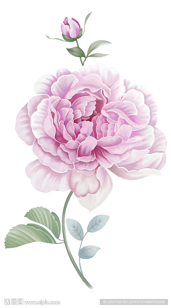 玫瑰花