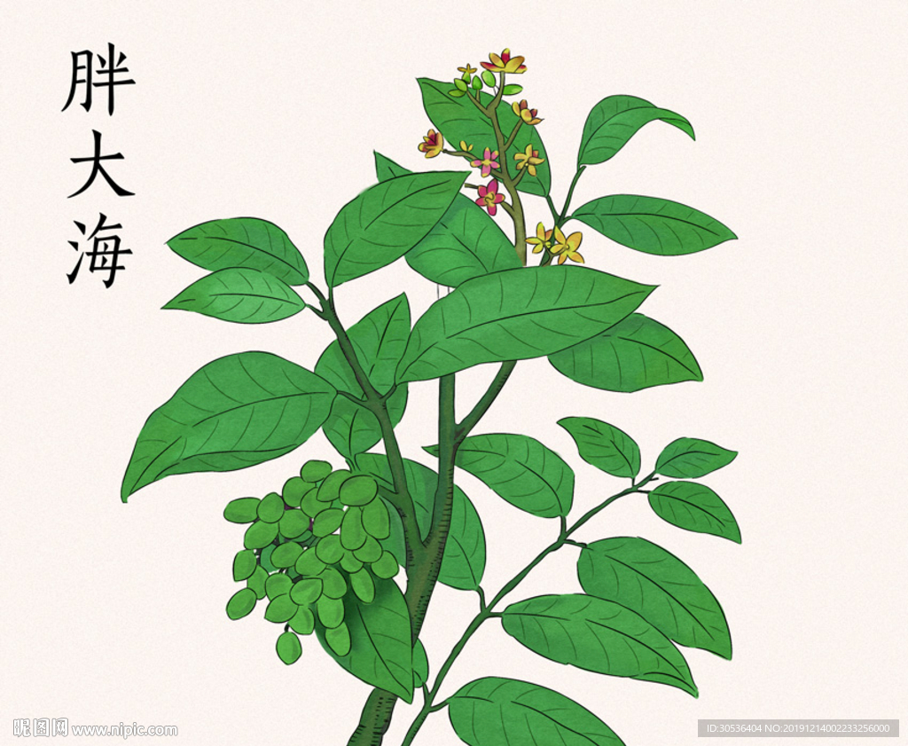 手绘胖大海