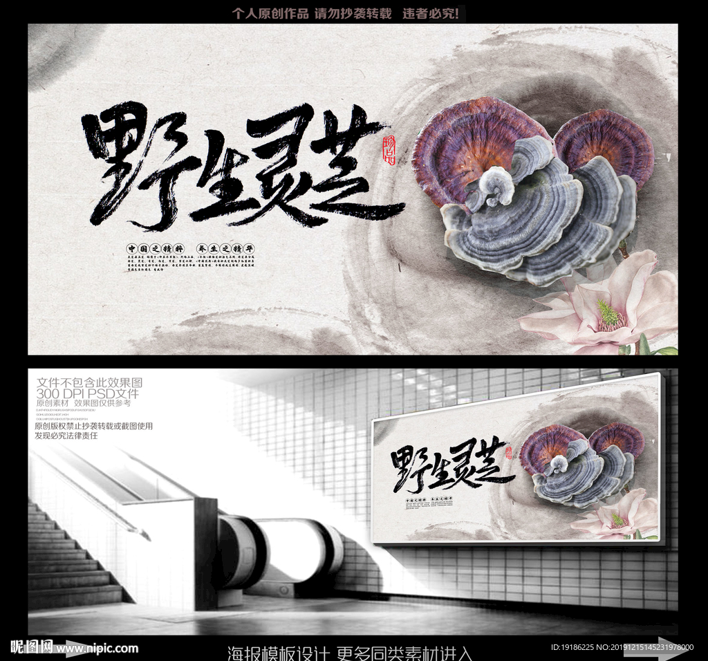 灵芝