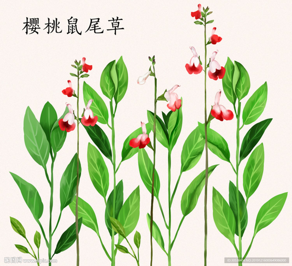 手绘樱桃鼠尾草