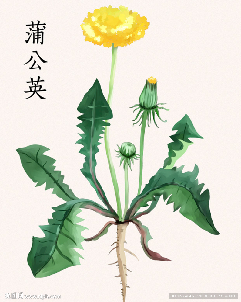 手绘花草蒲公英