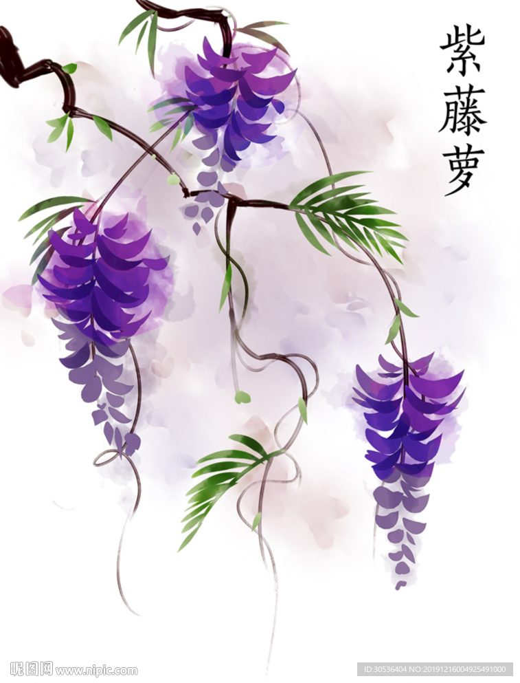 紫藤萝手绘插画