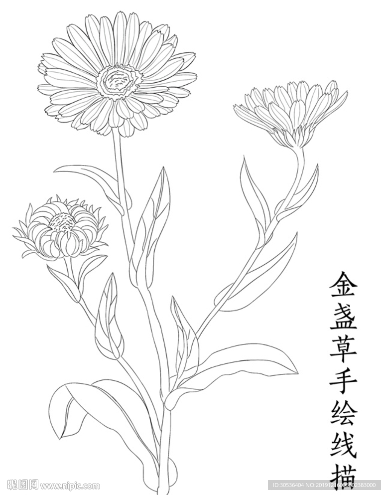 金盏草手绘线描