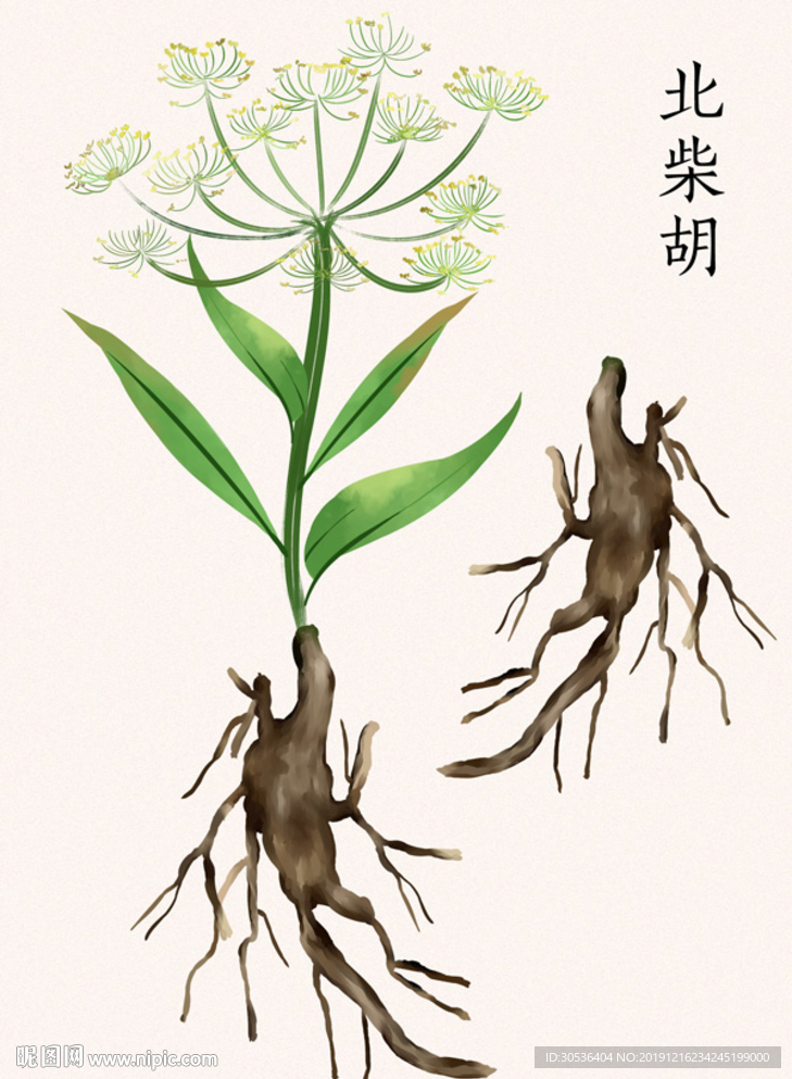 草药北柴胡手绘素材