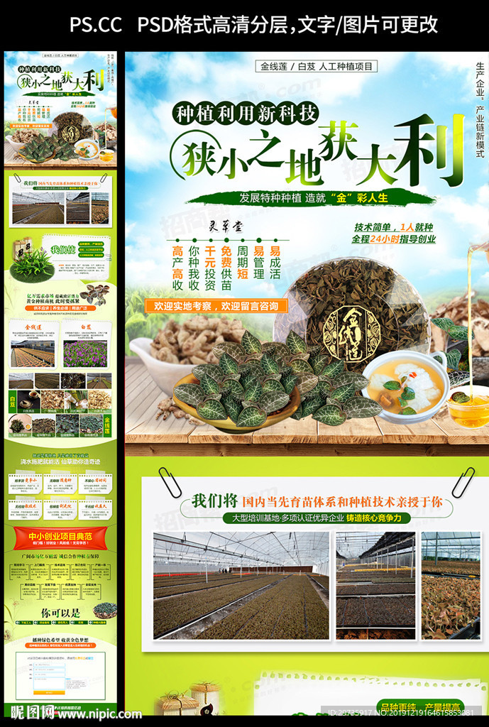 金线莲白芨种植招商页面