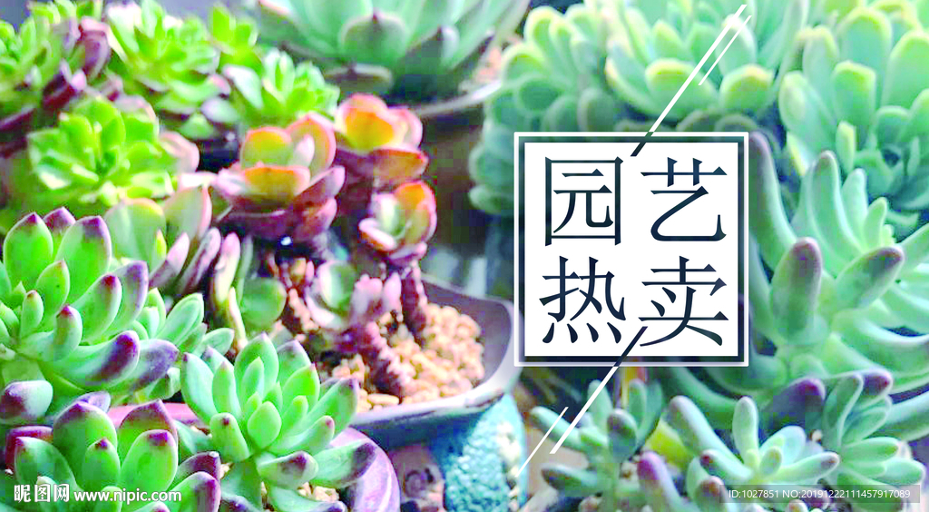 多肉 园艺 盆栽