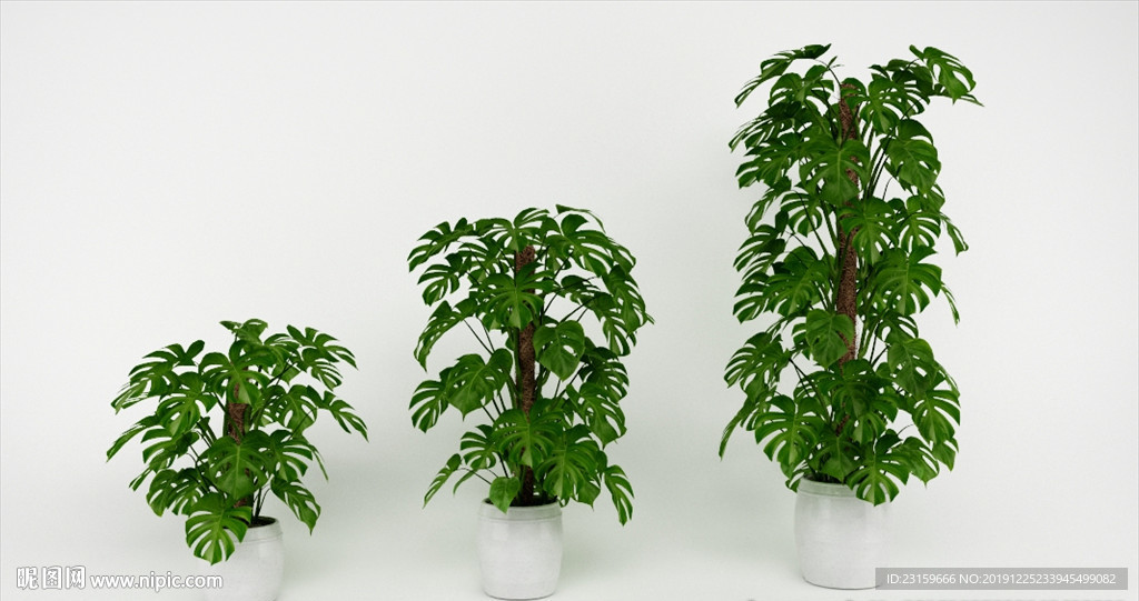 三棵室内植物龟背竹